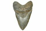 Large, Fossil Megalodon Tooth - North Carolina #370207-1